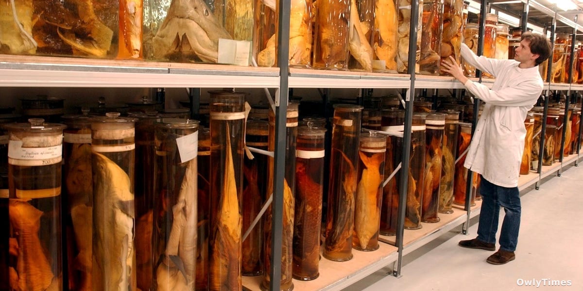 Darwin’s Specimens: Laser Analysis Reveals Preservation Secrets