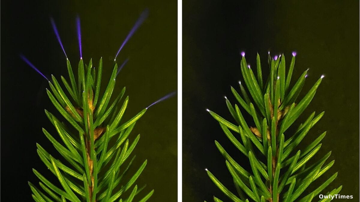 Forests' UV Sparks: A Storm Impact Analysis