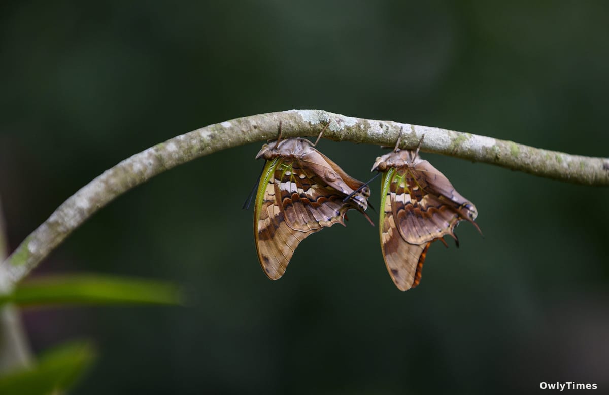 Butterfly & Moth Evolution: New Analysis Reveals Deep Roots