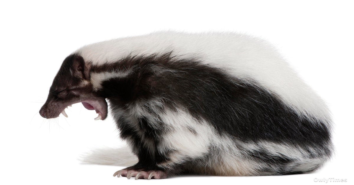 Oakland Rabies Case: A Public Health Wake-Up Call