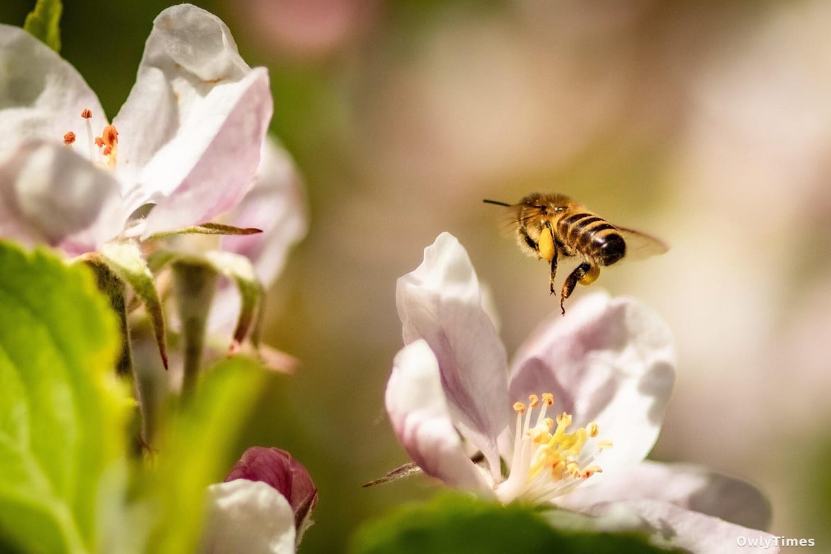 Honey bees show human-like lapses in attention during memory tasks