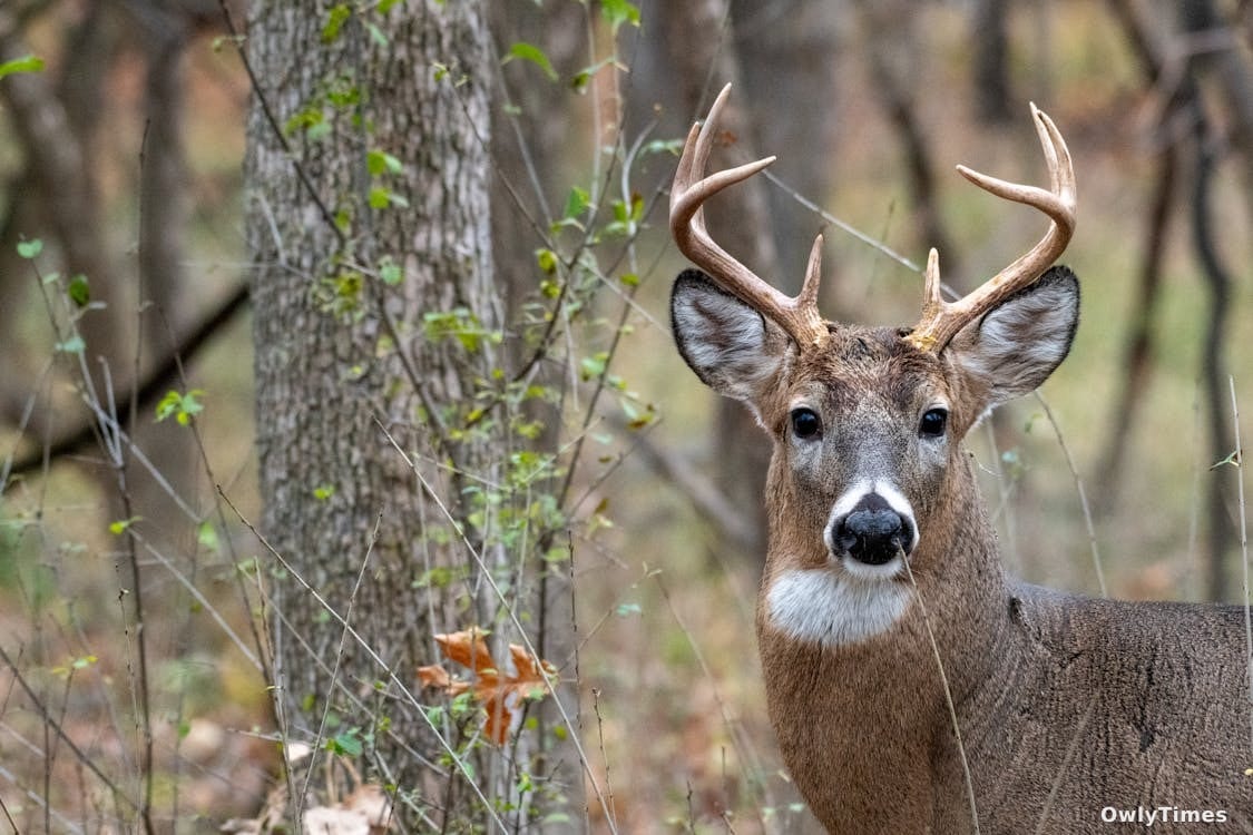 Vermont Deer Teeth: A Climate Change Signal? Analysis