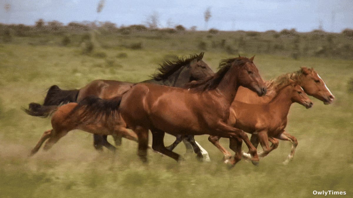 Year of the Horse: Science Reveals New Insights