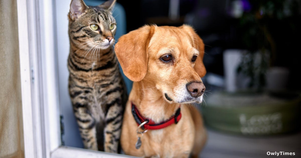 Rabies Recall: A Systemic Health Risk Signal in Allegheny County