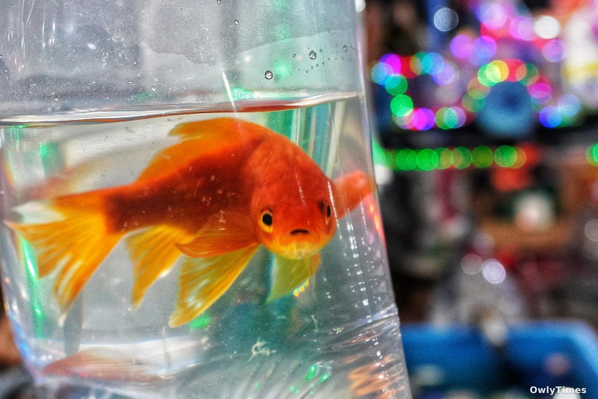 Released Pet Goldfish Damage Freshwater Ecosystems, Study Finds