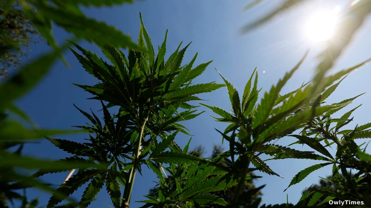 Teen Cannabis Use: Rising Mental Health Stakes – Analysis