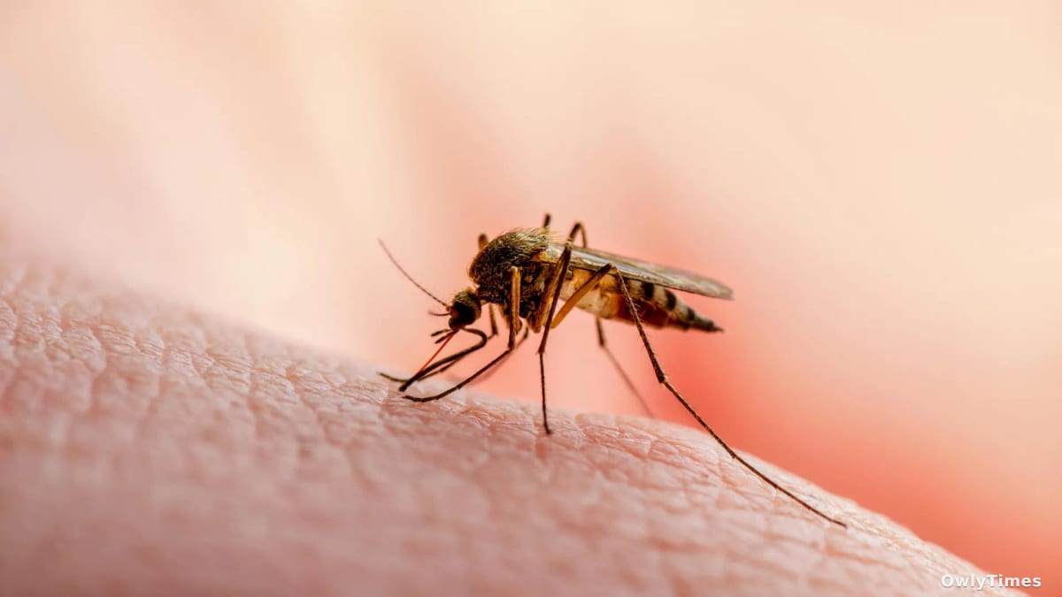 Malaria’s Achilles’ Heel? New Protein Analysis Offers Hope