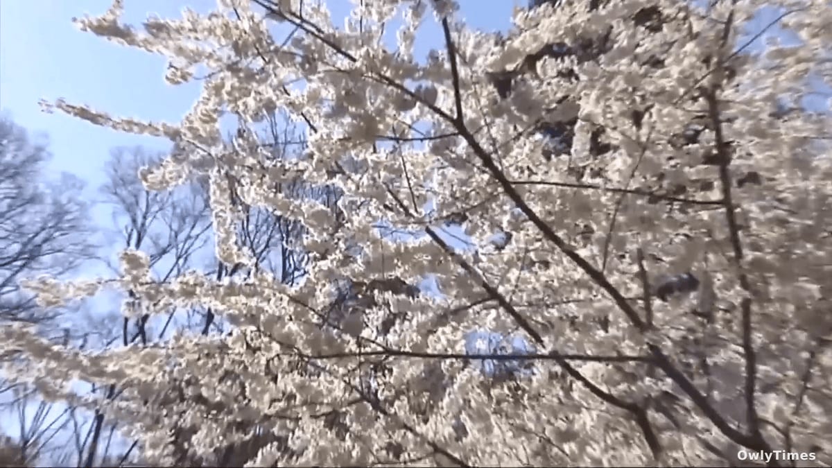Allergy Season: Climate Disruption Signals Health Stakes