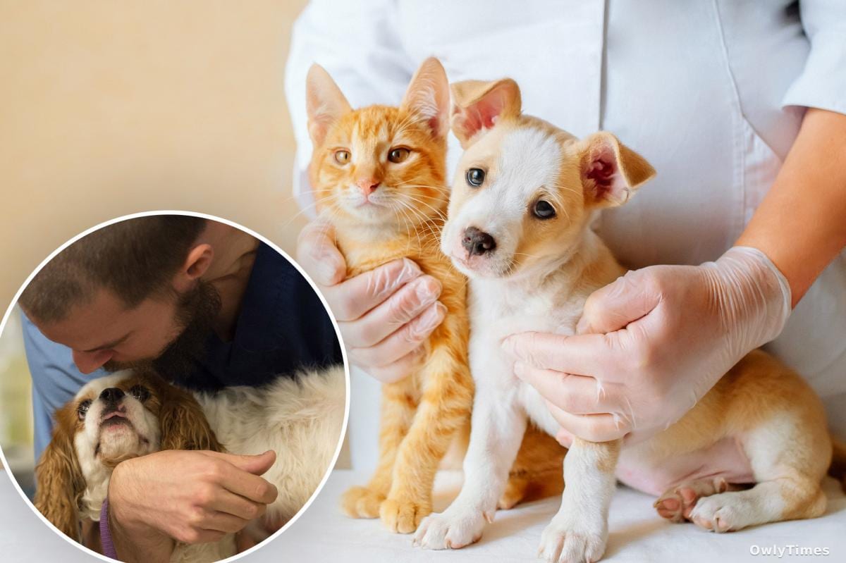 Pet Wellness Surge: What It Signals About US Values
