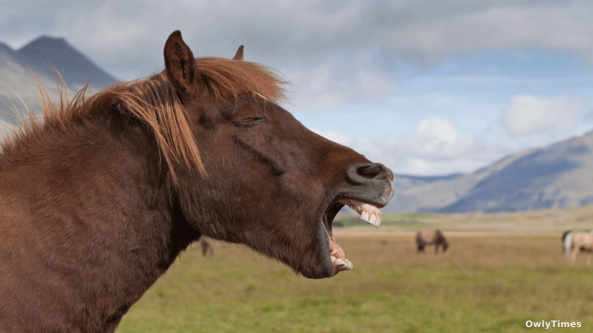 Horse Vocalizations: New Analysis Reveals Complex Communication