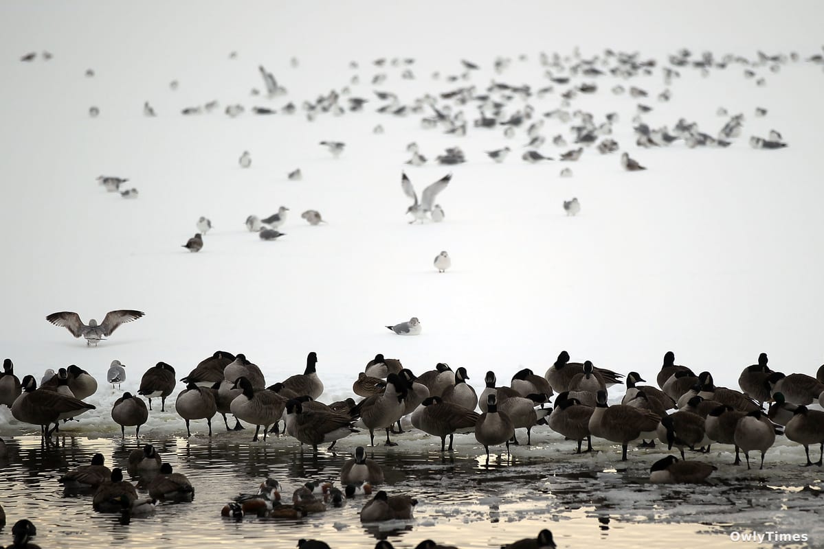 NYC Birdsong Mapping: A Shift in Urban Soundscapes