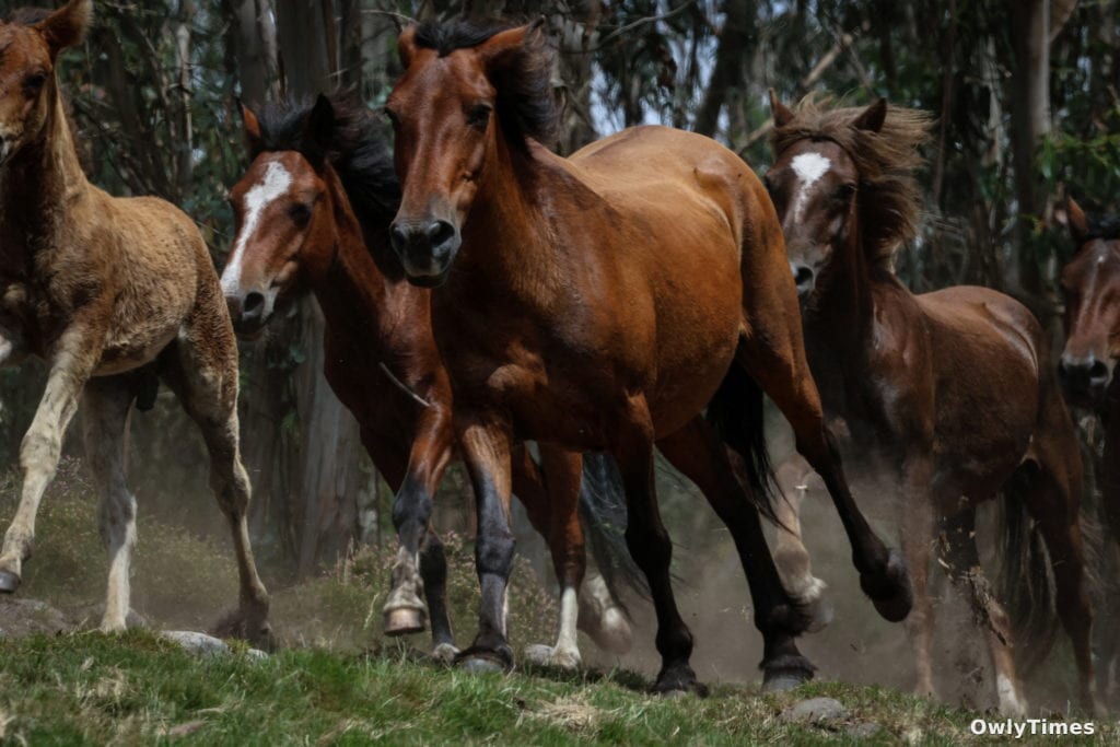 Horse Whinnies: Analysis of Emotional Signals Revealed