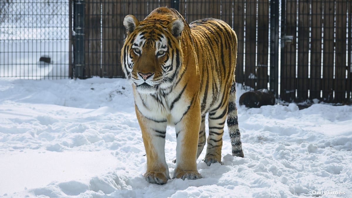 Tiger’s Death: A Zoo’s Crisis & Conservation’s Impact