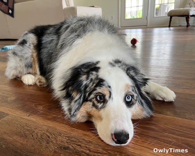 Pets at Work: Vanderbilt Health's Wellbeing Shift Analyzed