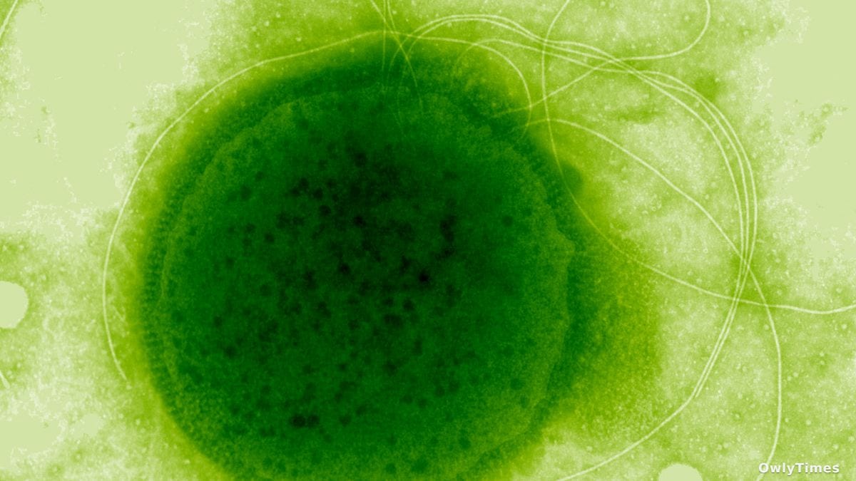 Hydrothermal Vent Microbe: Radiation Resistance Signals Life’s Limits