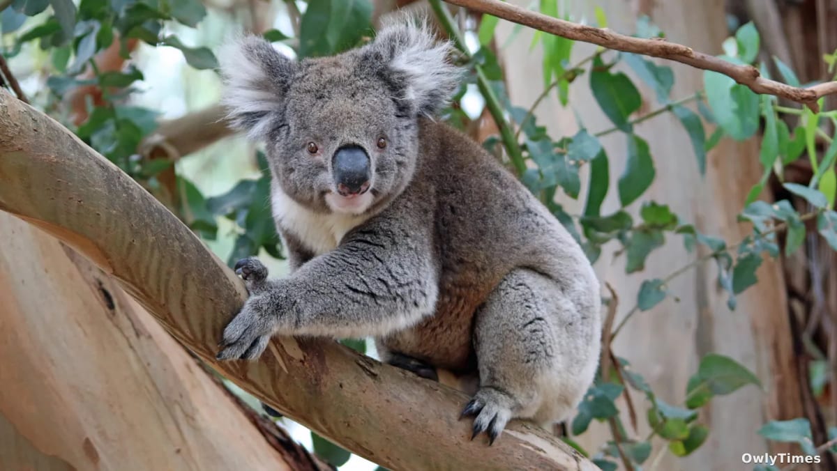 Koala Resilience: Genetic Shift Offers Hope for Recovery