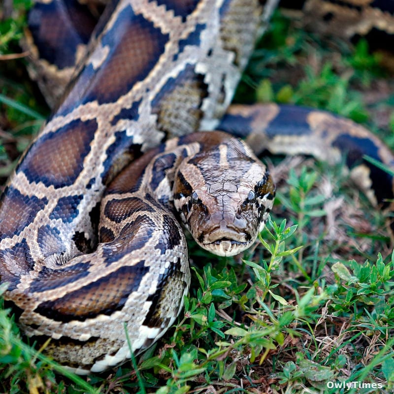 Python Molecule: Obesity Treatment's New Impact?